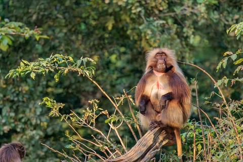 An adult male and a female Gelada (Theropithecus gelada), or bleeding-heart monkey sit close