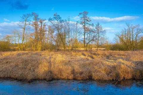 View of the vegetation along the Fangegraben and cycle path at the Steinhuder Meer, ditch, trees,