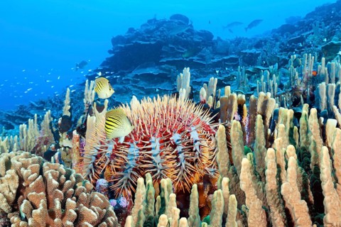 Crown-of-thorns starfish, (Acanthaster planci), pair, diagonal stripe butterflyfish, (Chaetodon