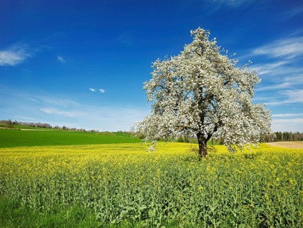 Flowering pear tree (Pyrus communis), standing in a field of flowering rape, Beinwil, Freiamt,
