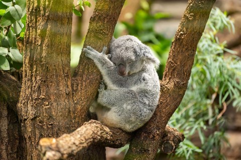 Koala (Phascolarctos cinereus) sitting on a tree, captive, distribution South Australia, Australia,