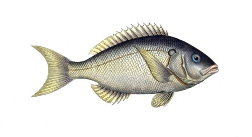 Fish, Fish, Sea bream family, Sparus tetracanthus, the four-spined, Historical, digitally restored