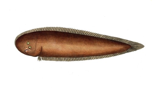 Fish, Fish, Genus of right-eye flounders, Pleuronectes bilineatus, the double line, Historical,