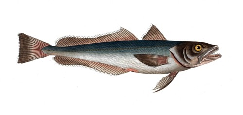 Fish, Fish, Family of cod, Gadus merluccius, the stockfish, the Hake, Historical, digitally