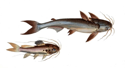 Fish, fishes, top: Genus of fish from the family of the true catfishes within the order of the