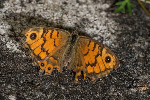 Wall brown (Lasiommata megera), flown specimen of rare butterfly on a garden wall,