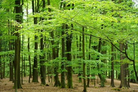A lush forest filled with vibrant green trees, Bavaria