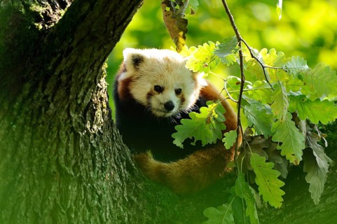 Red panda (Ailurus fulgens) on a bough, captive