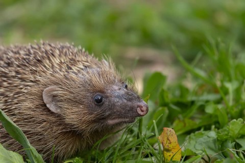 European hedgehog (Erinaceus europaeus) adult animal on a garden lawn, England, United Kingdom,
