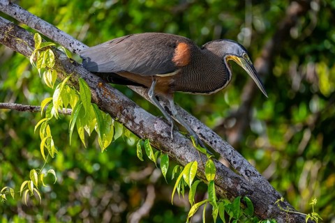 Bare-throated tiger heron (Tigrisoma mexicanum) in a tree, Tortuguero National Park, Costa Rica,