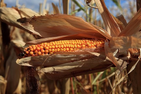 Romania, near Giurgiu in the south of the country, maize ripe for the corn corn cob harvest, Europe