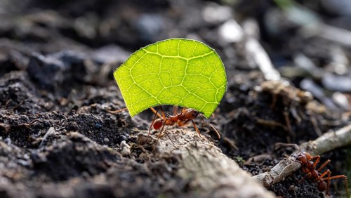 Leafcutter ants carrying leaves, ant trail, Tortuguero National Park, Costa Rica, Central America