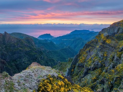 Mountains on sunrise covered in fog and clouds with blooming Cytisus shrubs. Near Pico de Arieiro,