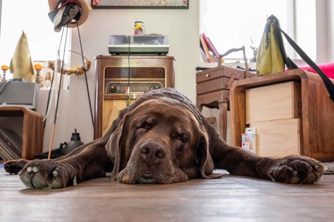 Tired dog, Labrador breed, lying flat on the floor in the living room, Baden-Württemberg, Germany,