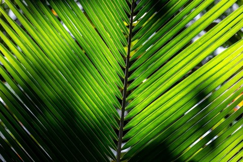 Dense vegetation, palm leaf in the jungle, Cahuita National Park, Costa Rica, Central America