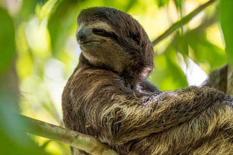 Brown-throated sloth (Bradypus variegatus) in a tree, Cahuita National Park, Costa Rica, Central