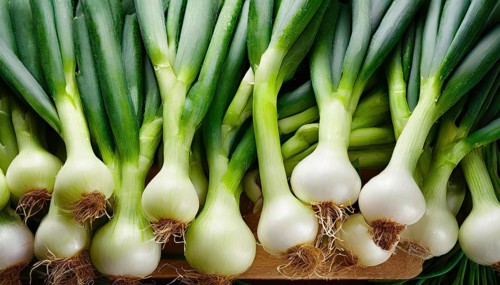 Vegetable, spring onion or spring onion, also known as winter onion, Allium fistulosum