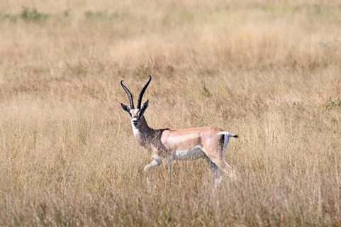 Impala (Aepyceros melampus), male adult, Serengeti National Park, Tanzania, Africa
