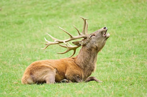 A resting deer with large antlers roaring while lying down on a grassy field, Red deer (Cervus