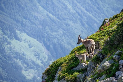 Alpine ibex (Capra ibex), mother with young with alpine roses, Aiguille Rouges, Chamonix, France,