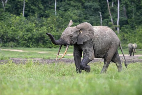 Forest elephant (Loxodonta cyclotis) in the Dzanga Bai forest clearing, Dzanga-Ndoki National Park,