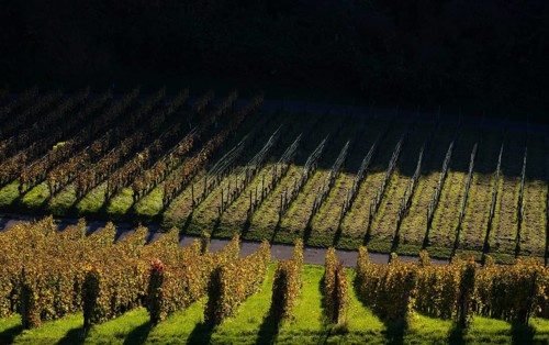 Vineyard, vines, grapevines, vine cultivation, autumn colouring, autumn, graphic, Strümpfelbach,