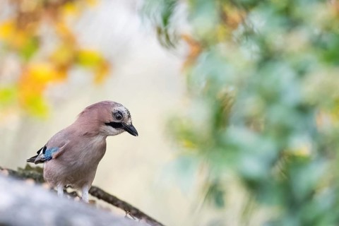 A jay (Garrulus glandarius) sitting on a branch surrounded by blurred green and yellow foliage,
