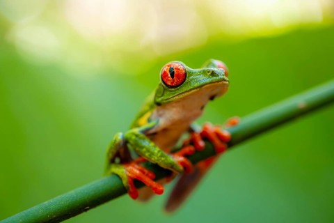 Red-eyed tree frog (Agalychnis callidryas), sitting on a stem, Heredia province, Costa Rica,