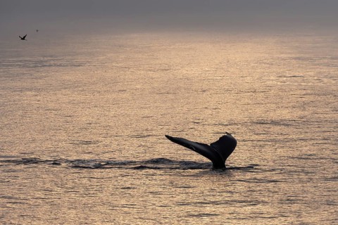 Fluke, diving humpback whale (Megaptera novaeangliae), Barents Sea, Northeast Iceland, Svalbard and