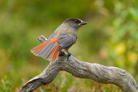 Eurasian jay (Perisoreus infaustus), on a tree trunk, looking to the side, back view, tail feathers