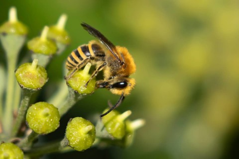 Ivy bee (Colletes hederae) adult insect feeding on an ivy plant flowers in the summer, England,