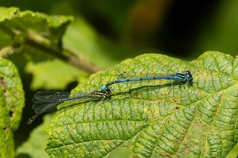 Common blue damselfly (Enallagma cyathigerum) adult male and female insects mating on a plant leaf
