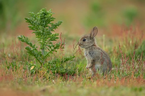 Rabbit (Oryctolagus cuniculus) wild juvenile baby animal feeding in grassland in the summer,