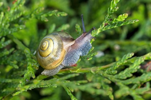 Garden ribbon snail (Cepaea hortensis), Valais, Switzerland, Europe