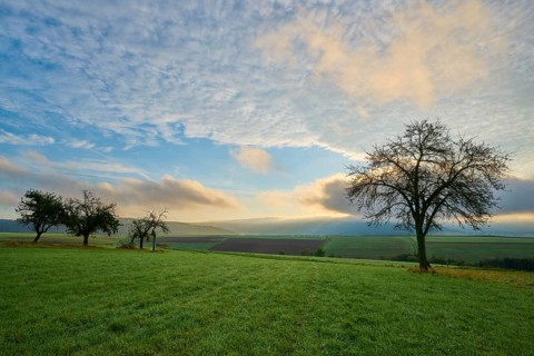 Green orchard meadow, apple tree, under a cloudy sky at sunrise in a quiet landscape, autumn,