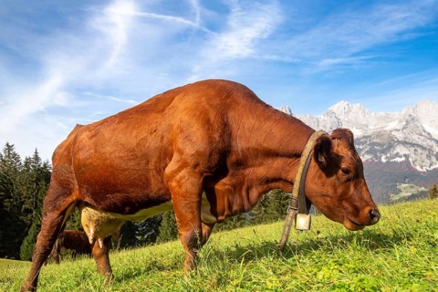 Cow on a mountain pasture near Going, Tyrol. The Wilder Kaiser massif can be seen in the background