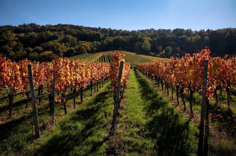 Vineyard, vines, vineyards, viticulture, autumn colouring, autumn, Kappelberg, Fellbach,