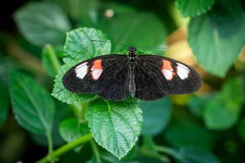 Butterfly with black wings and white-red spots sitting on a leaf Butterfly House, Botanical Garden