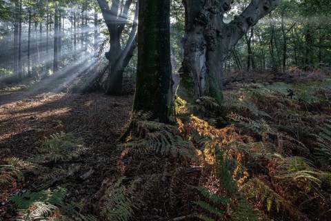 Light in beech forest (Fagus sylvatica) with bracken fern (Pteridium aquilinum), Emsland, Lower