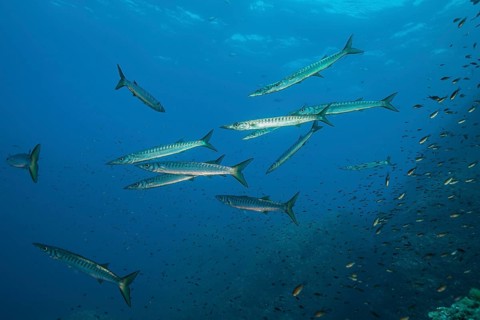 Small group school Shoal of European barracuda (Sphyraena sphyraena) Mediterranean barracuda