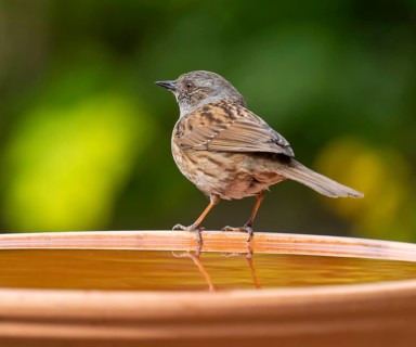Dunnock (Prunella modularis) sitting on a bird bath, Lower Saxony, Germany, Europe