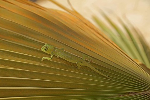 Chameleon (Chamaeleoninae), Djerba, Tunisia, Africa