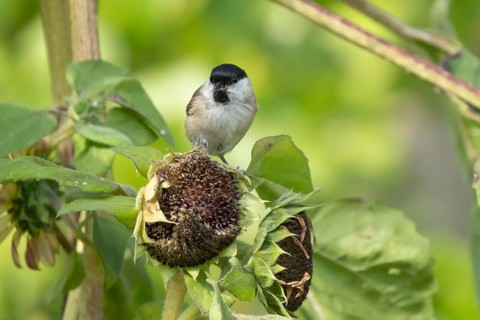 Marsh tit (Poecile palustris) adult bird on a garden sunflower plant seedhead in summer, England,