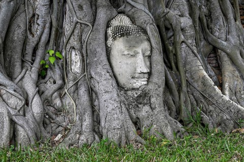 Sandstone Buddha head at the foot of a Bodhi tree in Wat Mahathat, Temple of the Great and Holy