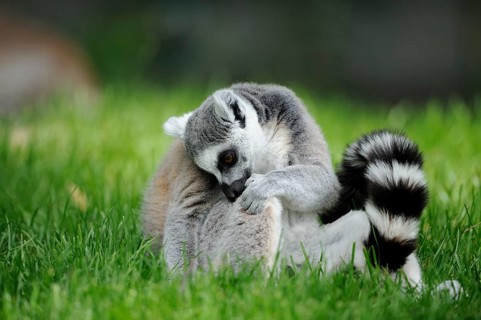 Lemur in the grass lovingly grooming its own body, ring-tailed lemur (Lemur catta), Augsburg Zoo