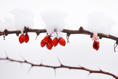 Barberry with snow, winter, Germany, Europe