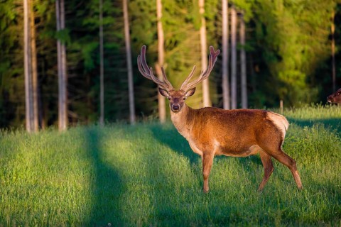 An Altai maral stag, Altai wapiti or Altai elk (Cervus canadensis sibiricus) stands in a meadow in