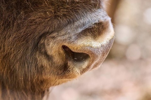 European bison (Bison bonasus), nose, detail, Bavarian Forest, Germany, Europe