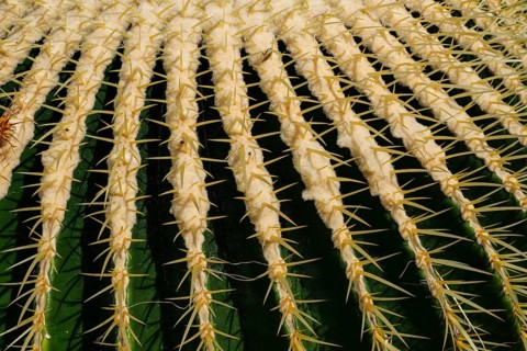 Golden globe cactus, Echinocactus grusonii alias Kroenleinia grusonii, also known colloquially as