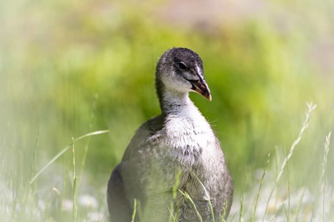Eurasian Coot chicks (Fulica atra) standing in meadow surrounded by daisies, close-up, profile